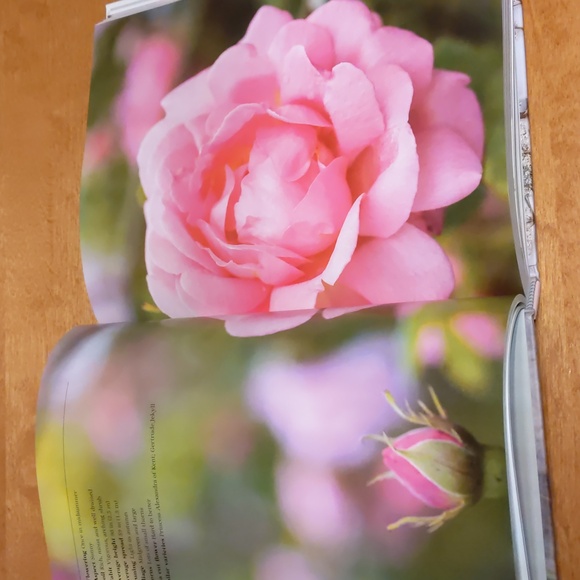 Vintage Roses Coffee table book *2 for $35* - Picture 6 of 6